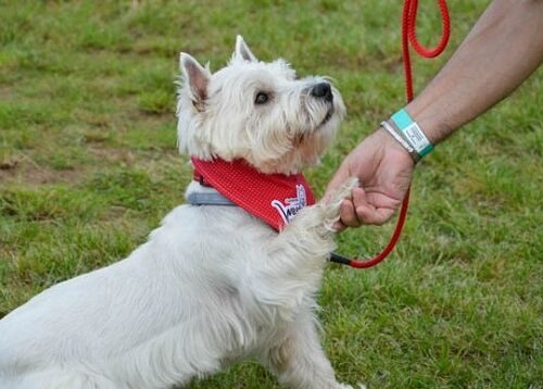 Állattartás: támasz a lelki jóllétünkben - Cikkem a Naturportal.hu oldalon